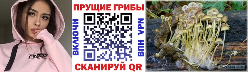 Галлюциногенные грибы мицелий  Старица 